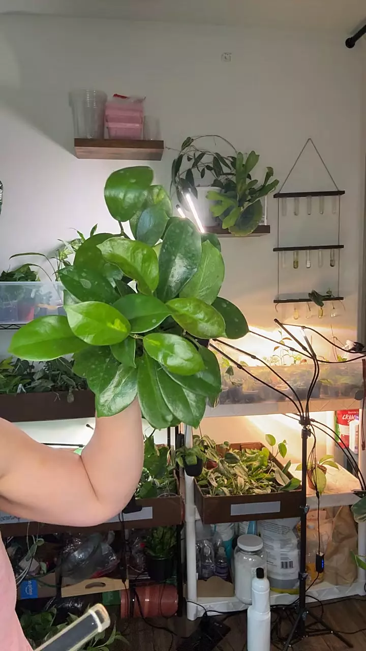 plant/Hoya Australia Lisa 1384-0