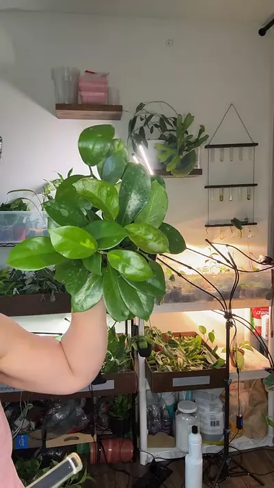 plant/Hoya Australia Lisa 1384-0-thumbnail