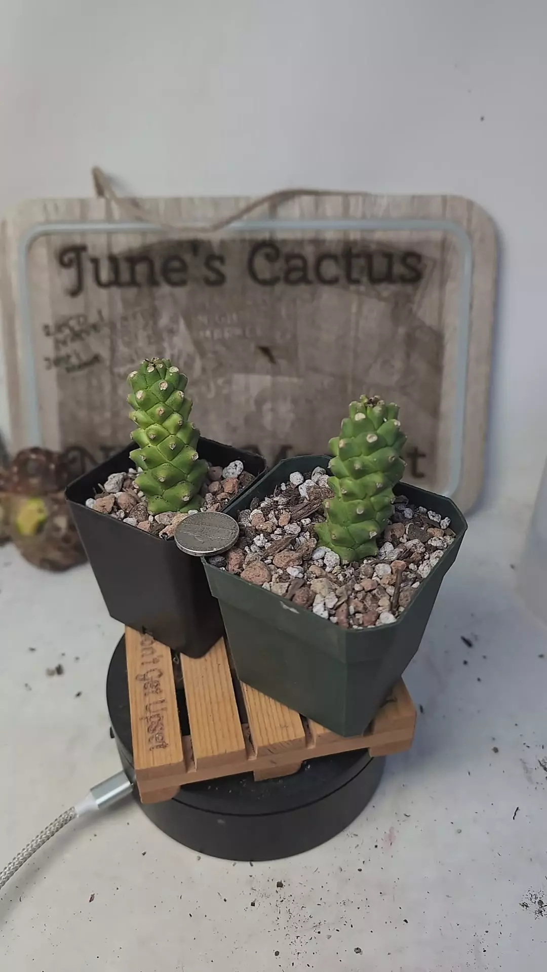 plant/h97 monadenium ritchiei, gc-0