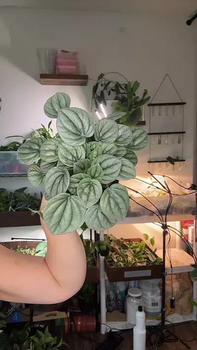 plant/Peperomia 1207-0-thumbnail