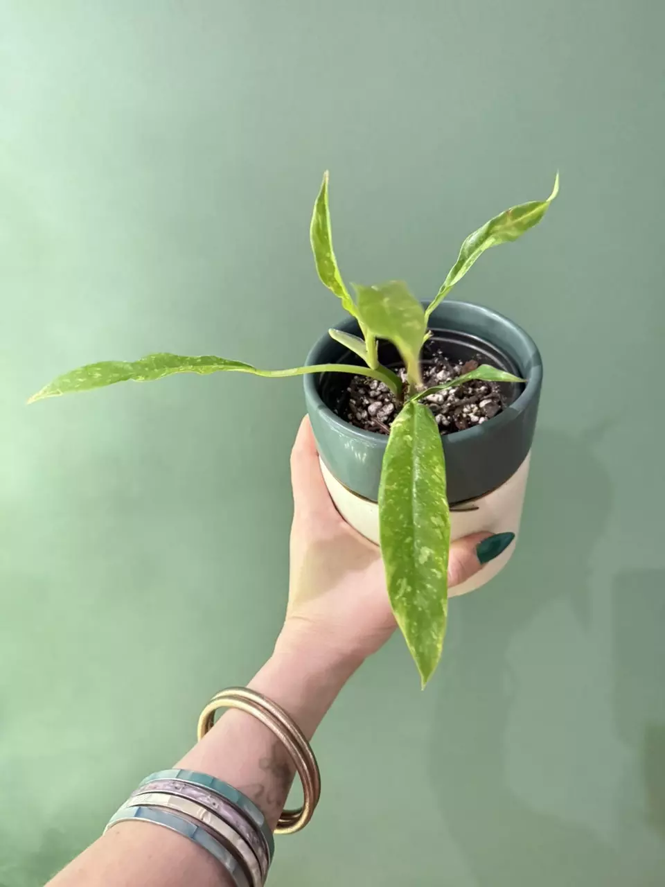 plant/small ring of fire w/high variegation-0