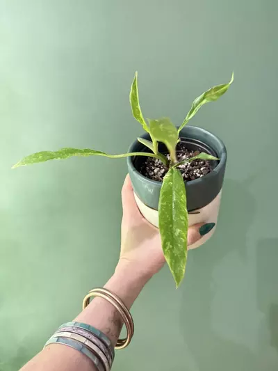 plant/small ring of fire w/high variegation-0-thumbnail