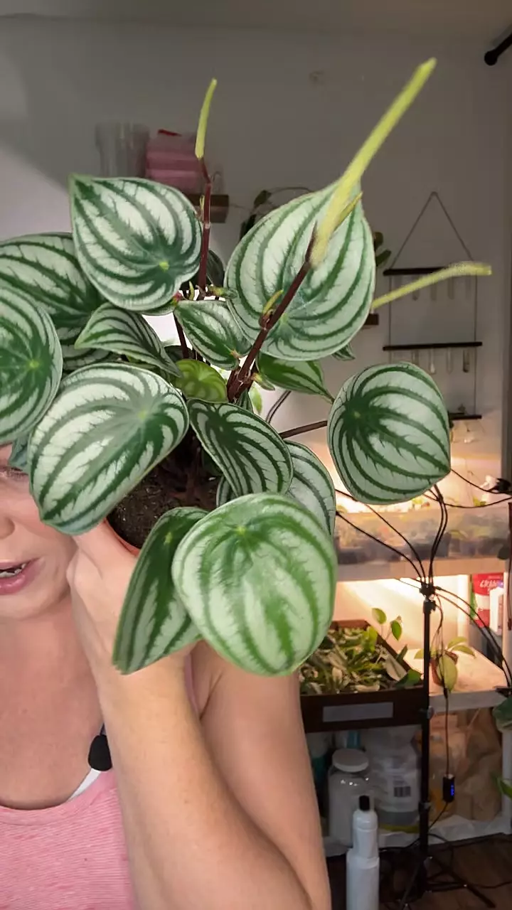 plant/Peperomia Watermelon 1203-0