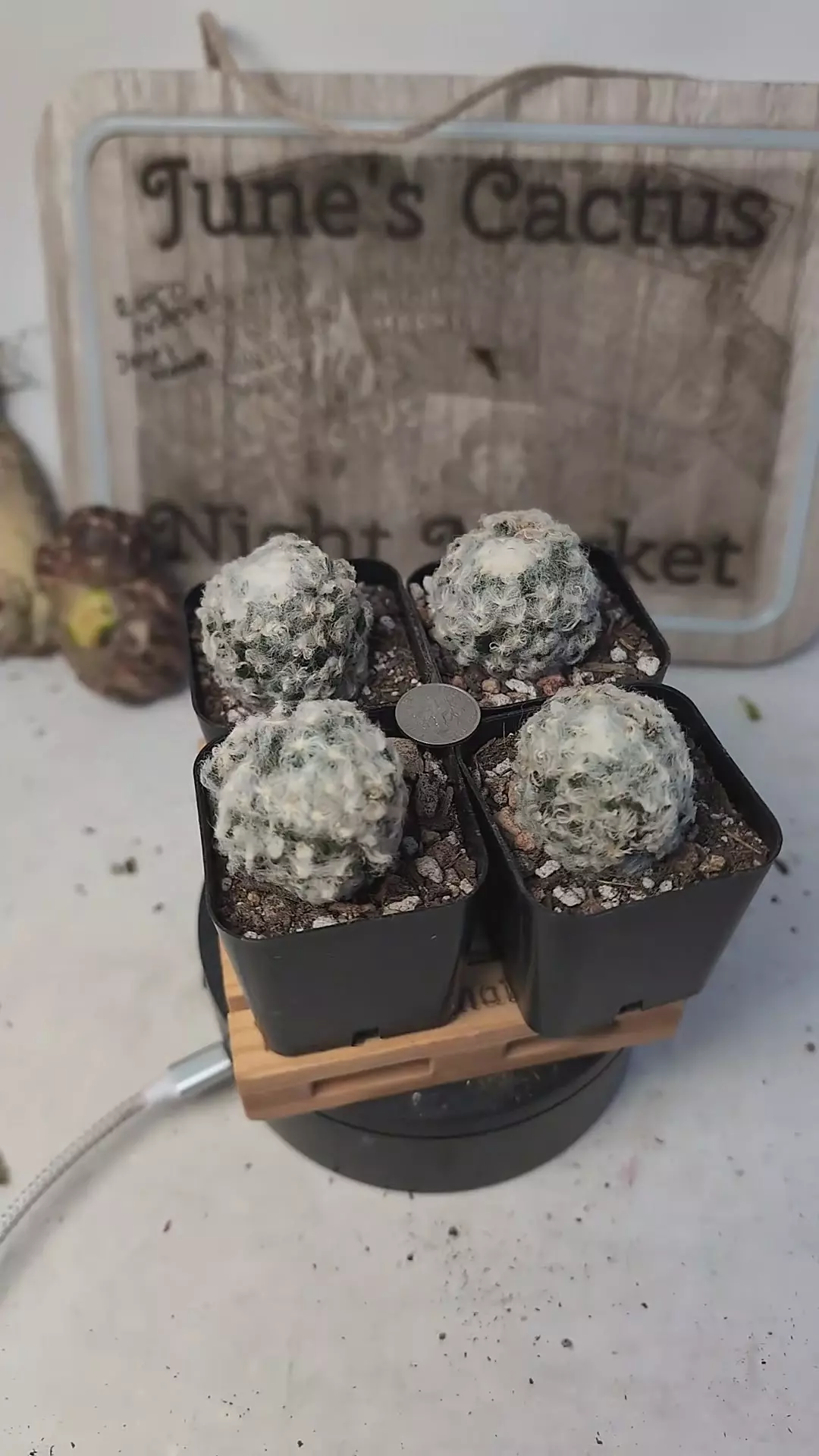 plant/h99 mammillaria plumosa cv snow 2" pots gc-0