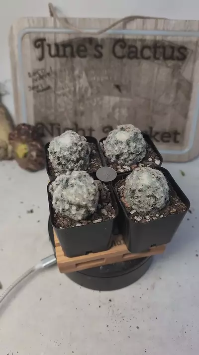 plant/h99 mammillaria plumosa cv snow 2" pots gc-0-thumbnail