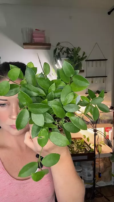 plant/Hoya Chouke 1388-0-thumbnail