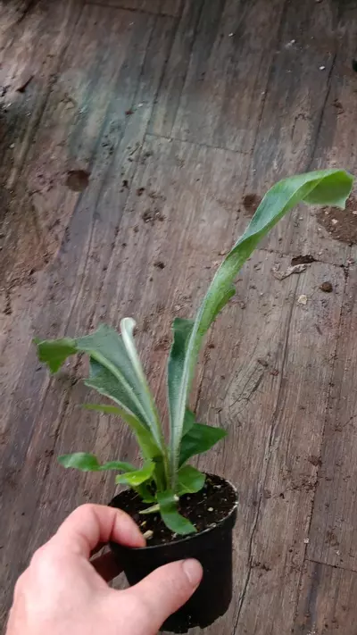 plant/Platycerium Bifurcatum-0-thumbnail