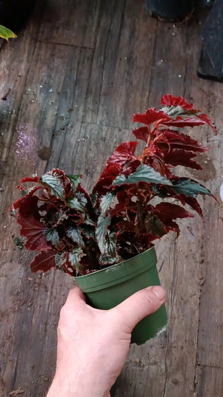 plant/Begonia Black Magic-0
