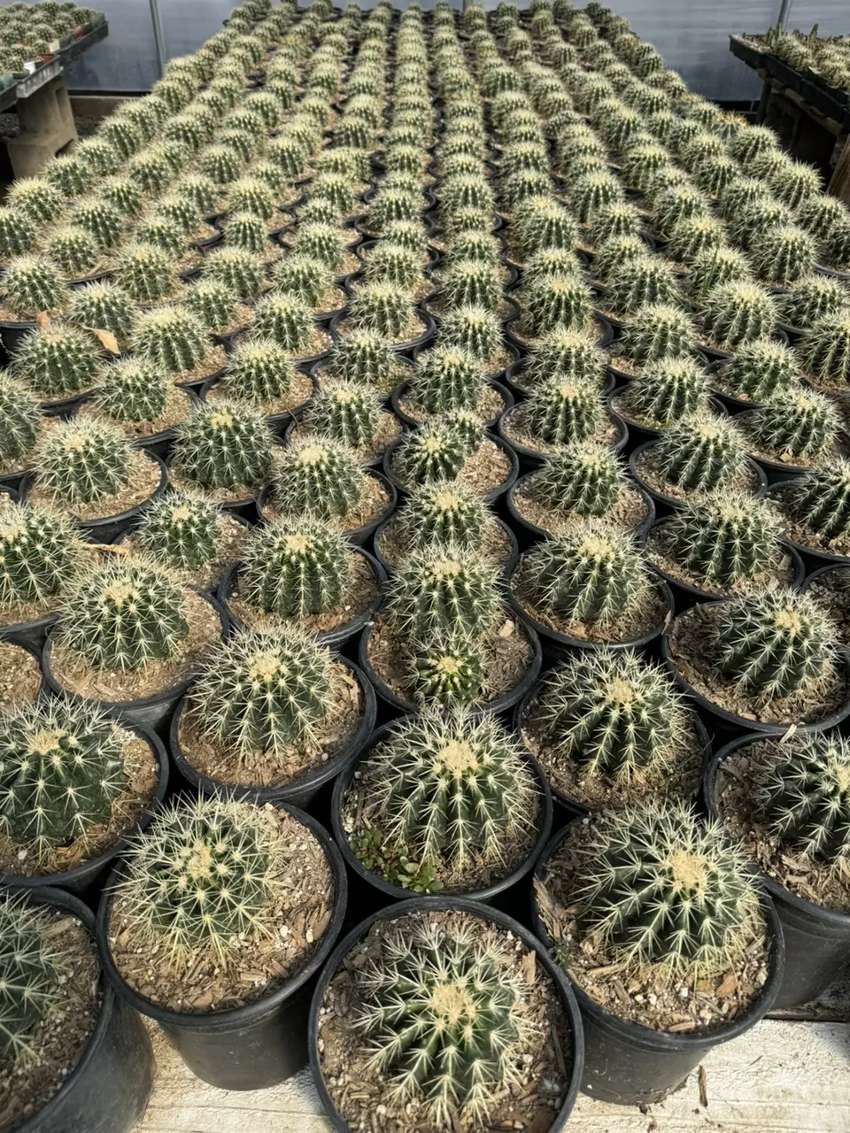 plant/1 gal Golden Barrel-1