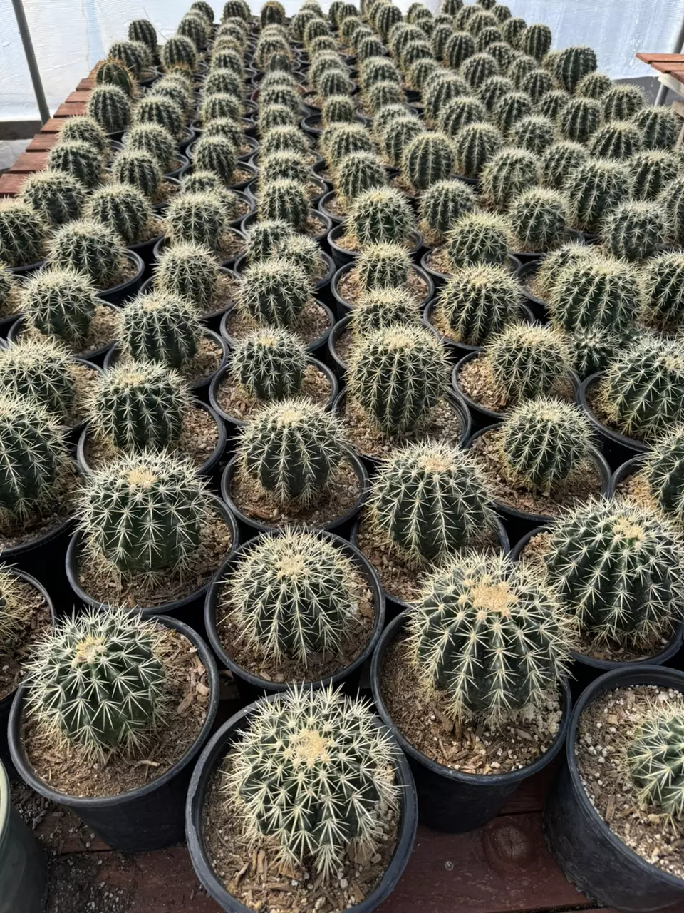 plant/1 gal Golden Barrel-0