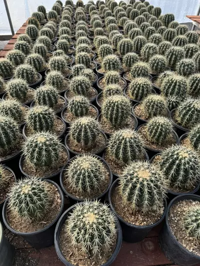 plant/1 gal Golden Barrel-0-thumbnail