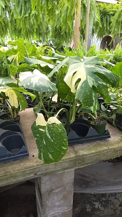 plant/Monsters thia-0-thumbnail