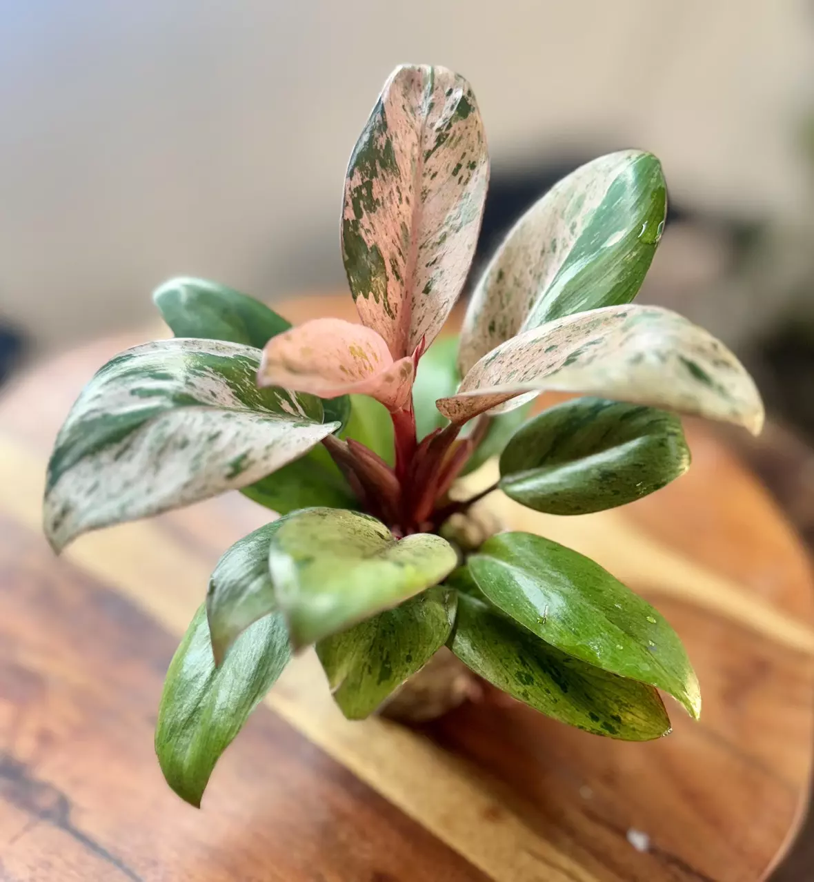 plant/Red Congo Mint-0