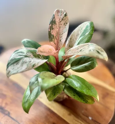 plant/Red Congo Mint-0-thumbnail