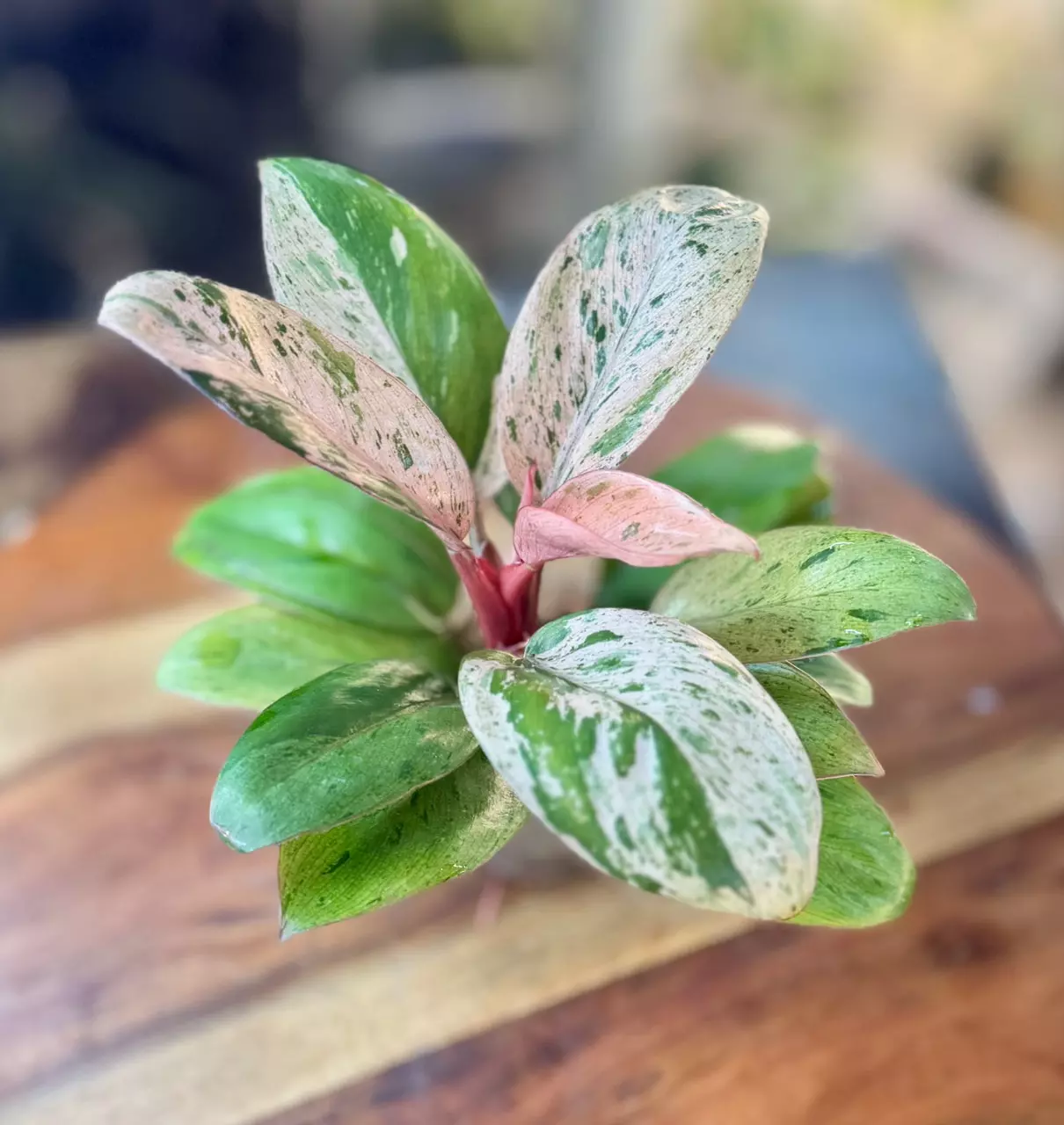 plant/Red Congo Mint-1