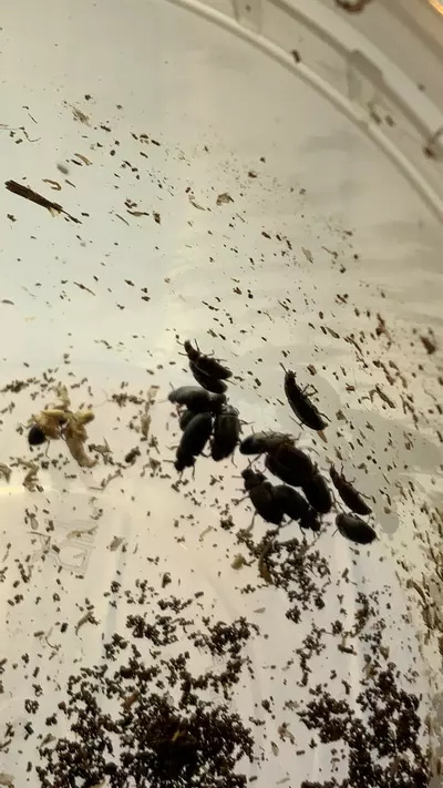 plant/Roach Clean Up Crew-0-thumbnail