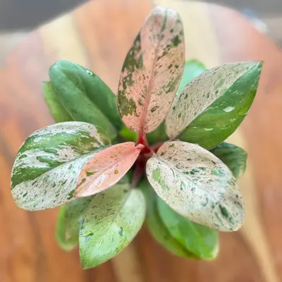 plant/Red Congo Mint-3-thumbnail