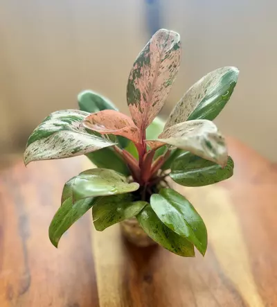 plant/Red Congo Mint-2-thumbnail