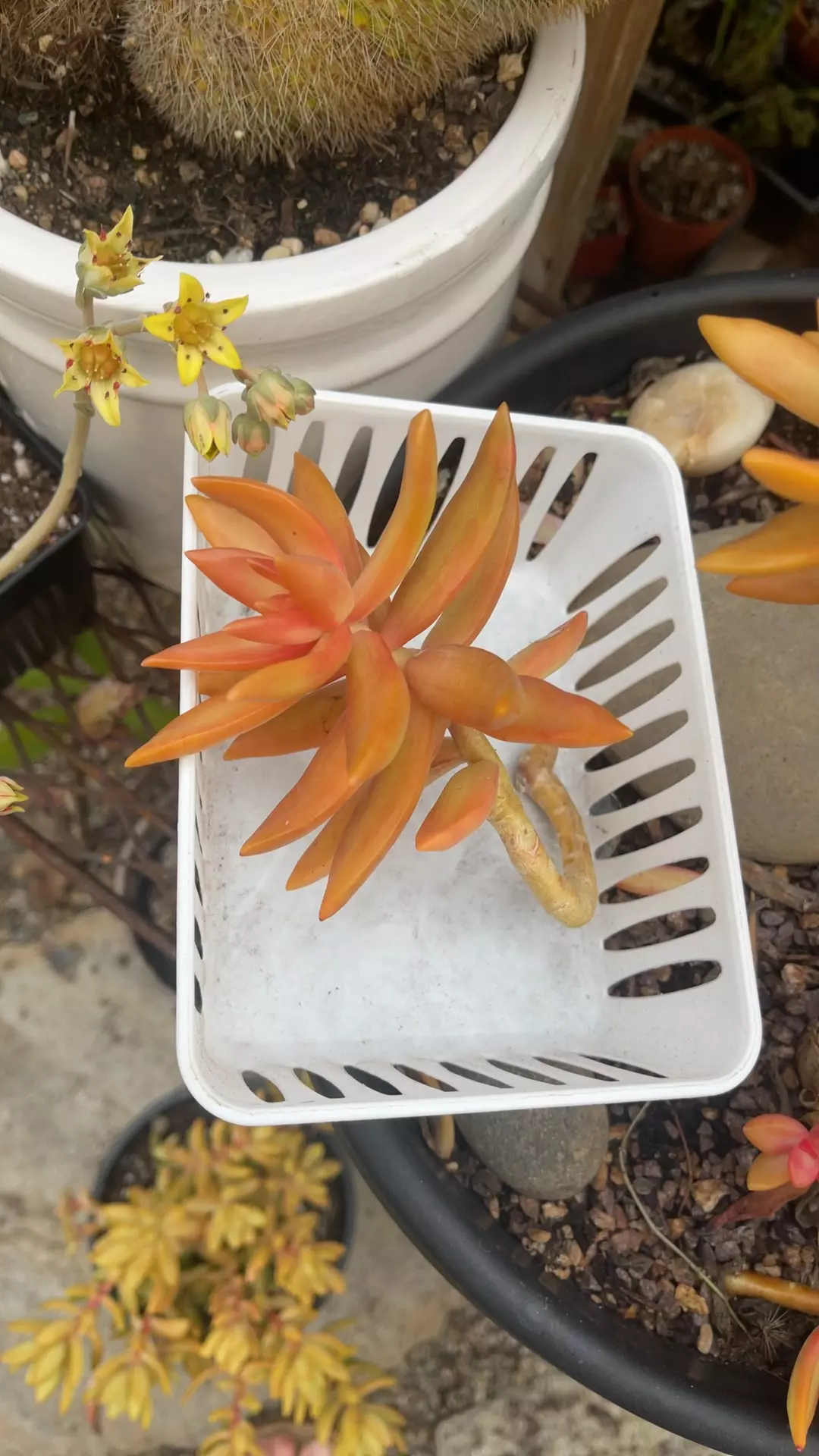 plant/Sedum adolphii cutting-0