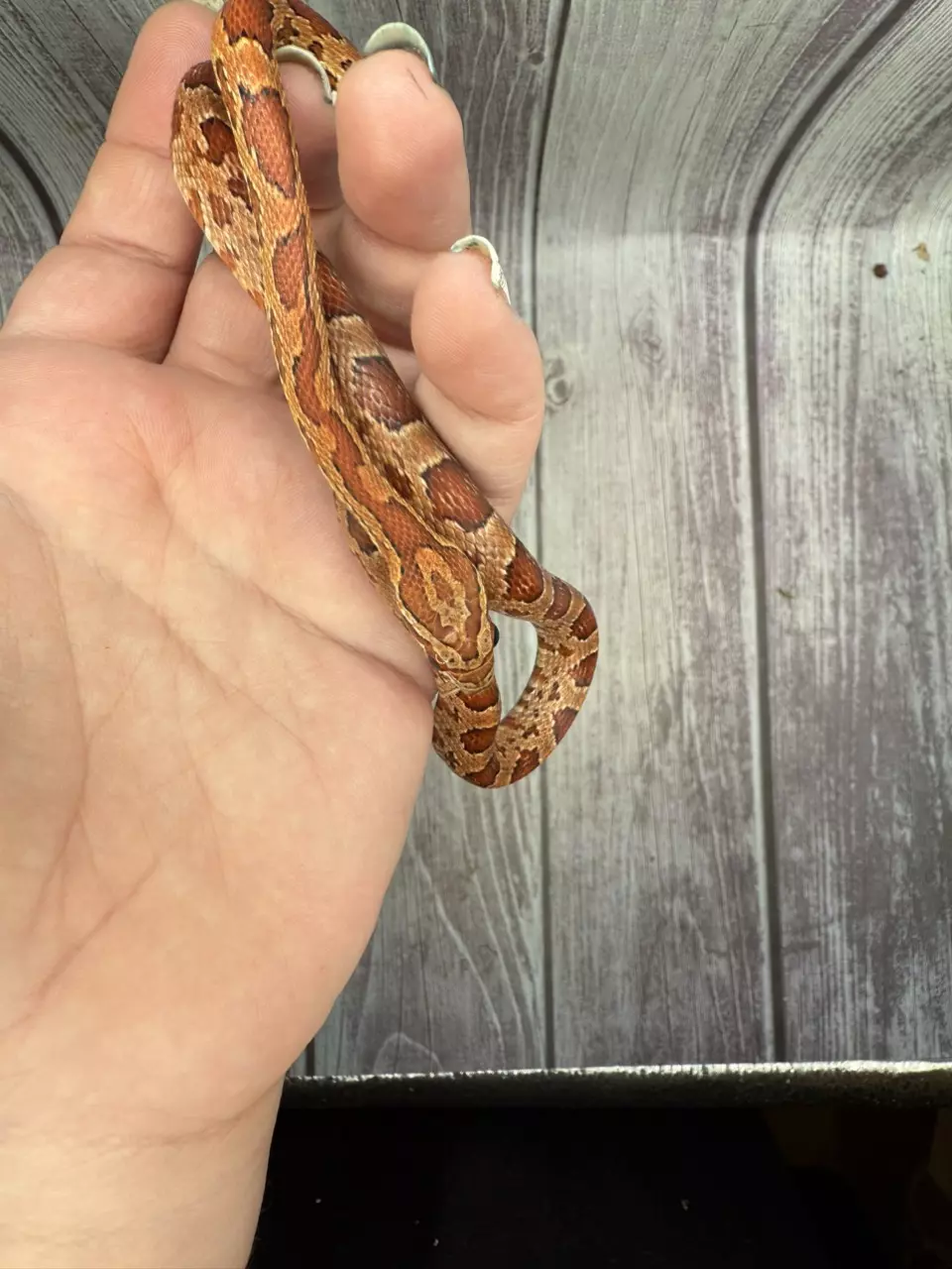 plant/Classic Corn Snake-1
