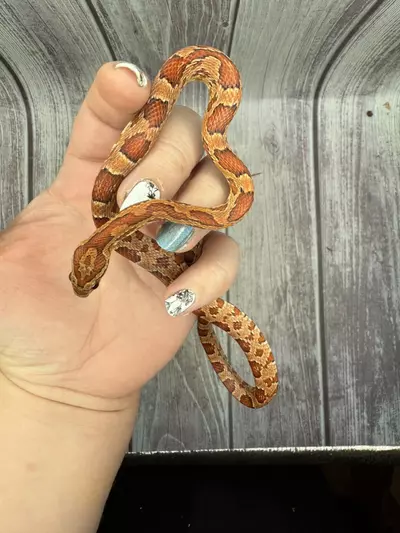 plant/Classic Corn Snake-0-thumbnail