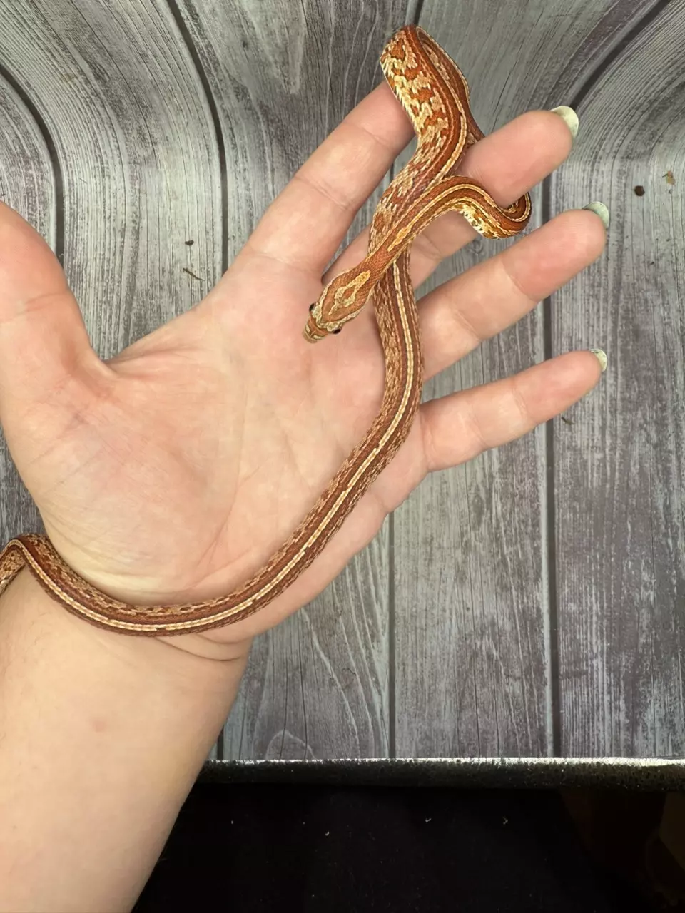 plant/Tessera Corn Snake-0