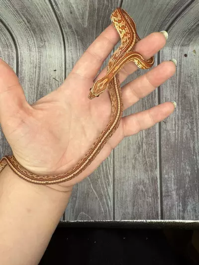 plant/Tessera Corn Snake-0-thumbnail