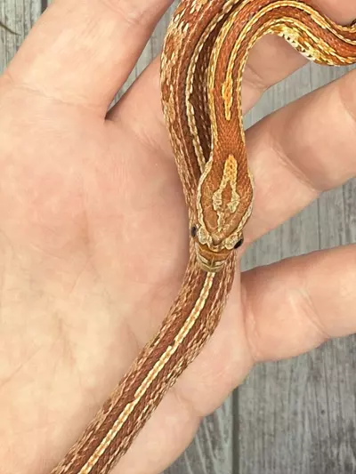 plant/Tessera Corn Snake-1-thumbnail