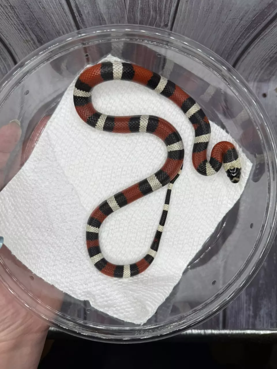plant/Pueblan Milksnake-0