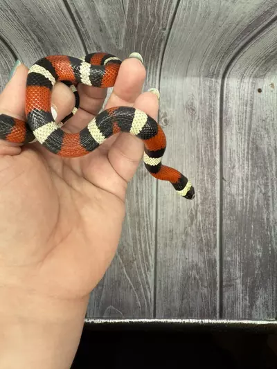 plant/Pueblan Milksnake-2-thumbnail