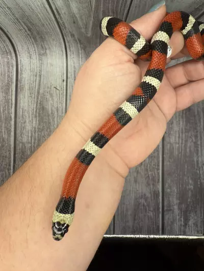 plant/Pueblan Milksnake-1-thumbnail