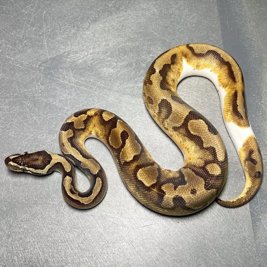 plant/(Male) Beautiful Enchi Pied-0