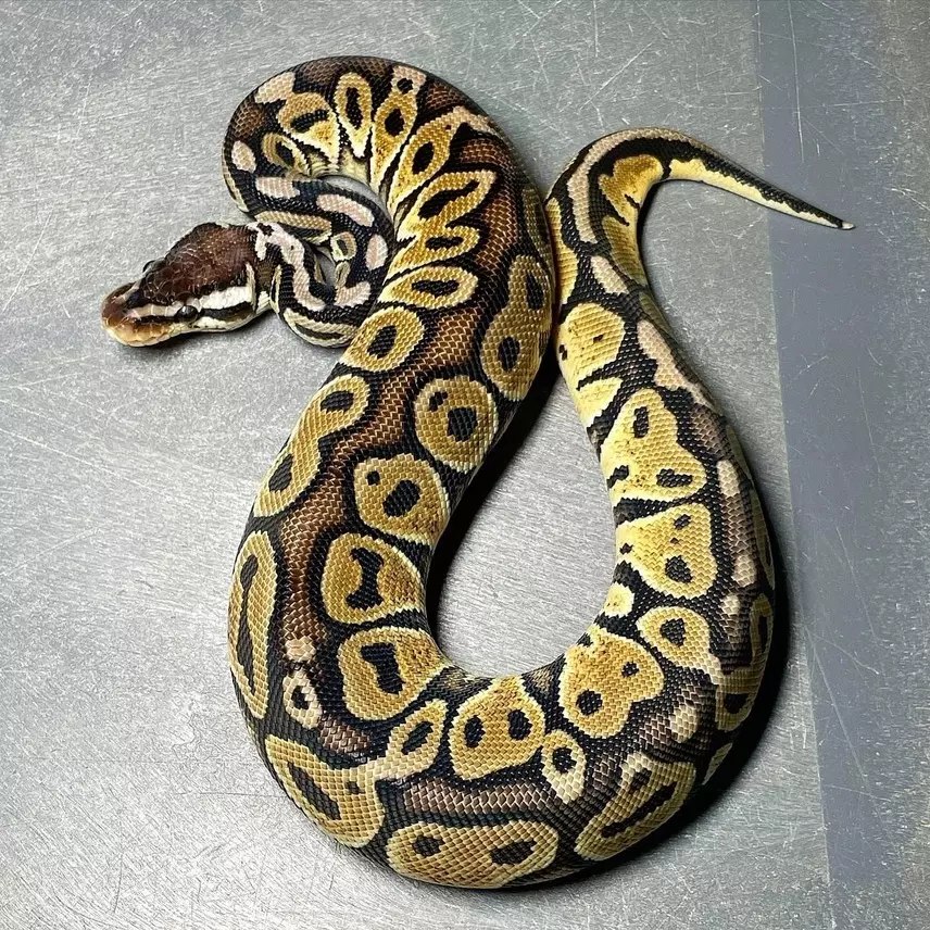 plant/(Male) Pastel HRA het Pied-0