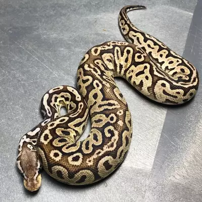 plant/Male Red Axanthic Pastel Het Pied-0-thumbnail