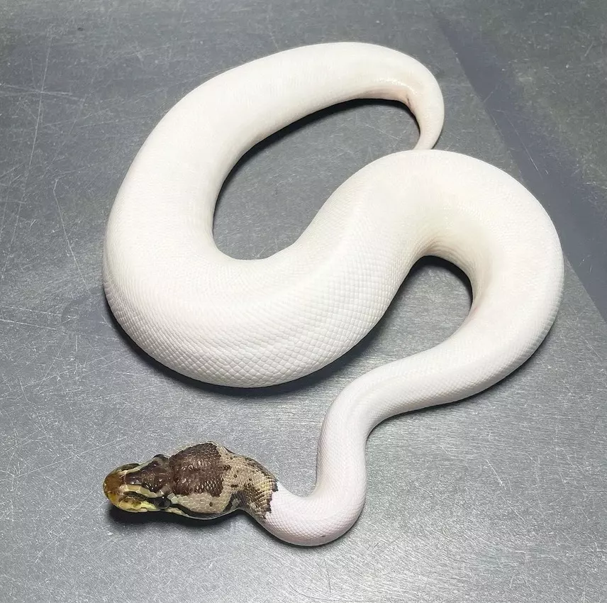 plant/Male Pastel Leopard HRA Pied-0