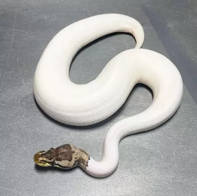 plant/Male Pastel Leopard HRA Pied-0-thumbnail