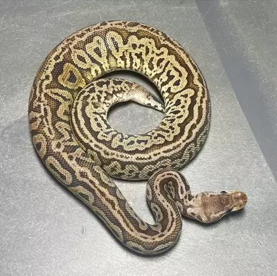 plant/Male Pastel Red Axanthic Het Pied Pos. Leo-0-thumbnail