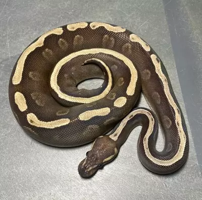 plant/Male GHI Mojave Het Pied Pos. Yellowbelly-0-thumbnail