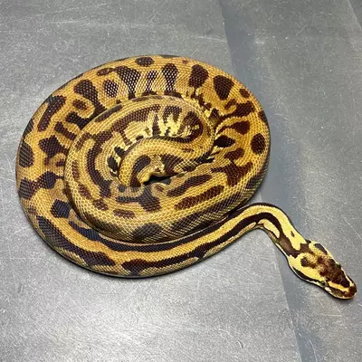 plant/Leopard Yellowbelly Enchi Pastel Het Pied-0-thumbnail