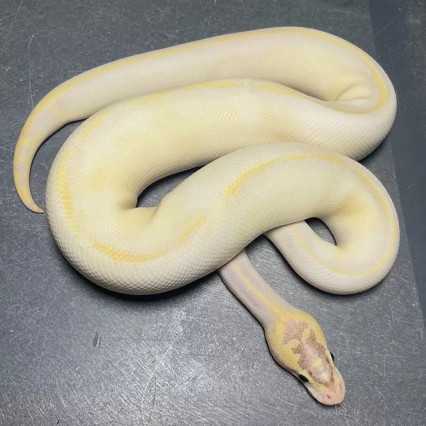 plant/Male Ivory Pastel Enchi Het Pied-0
