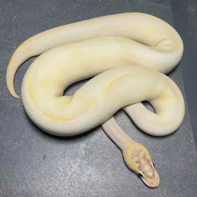 plant/Male Ivory Pastel Enchi Het Pied-0-thumbnail