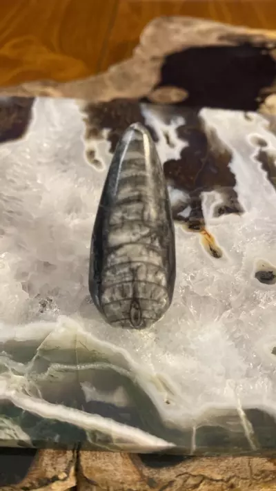 plant/Mini Orthoceras-0-thumbnail