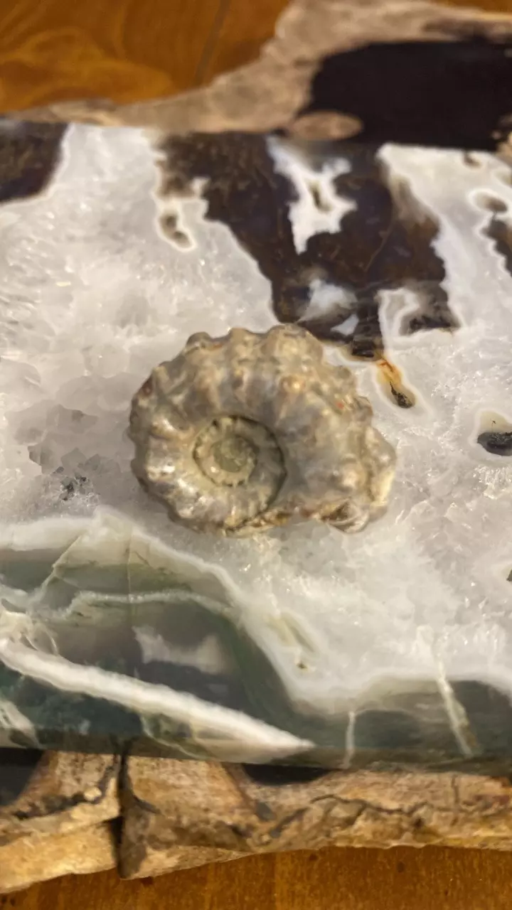 plant/Mini Douvilliceras Ammonite- Cretaceous 110 MYO- Buyers Choice-0