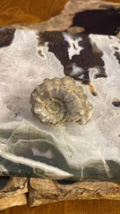 plant/Mini Douvilliceras Ammonite- Cretaceous 110 MYO- Buyers Choice-0-thumbnail