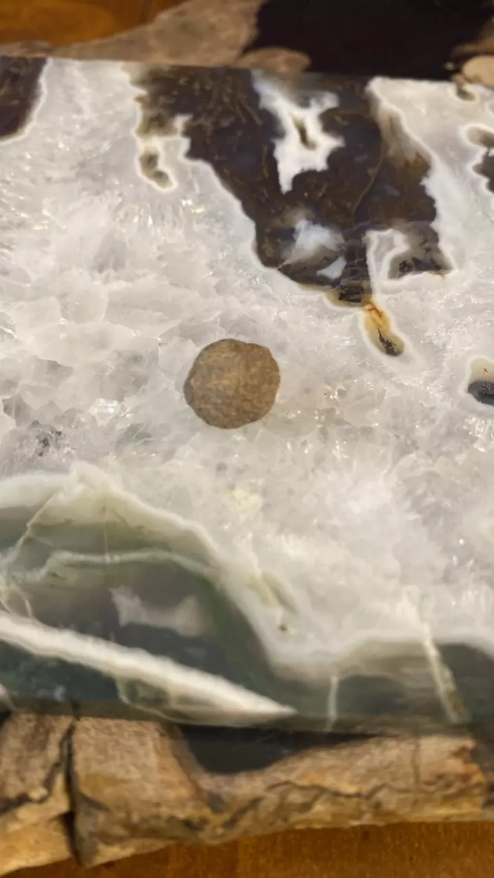 plant/Martian Blueberry- Moqui Marble-0