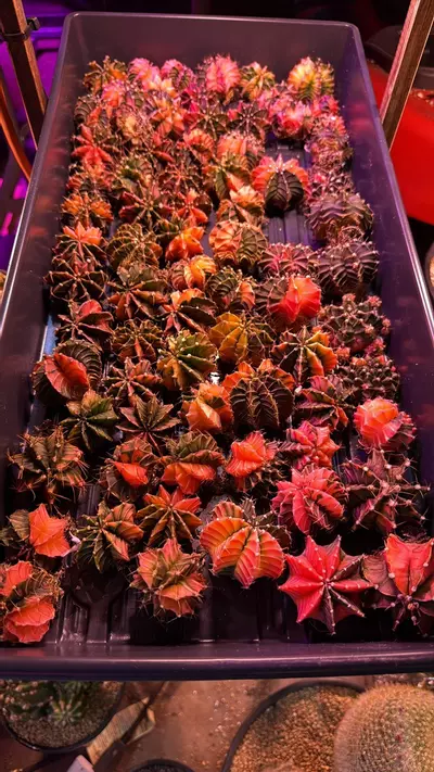 plant/Dual Species Bulk Pack : 5 Astrophytum + 5 Gymnocalycium-1-thumbnail