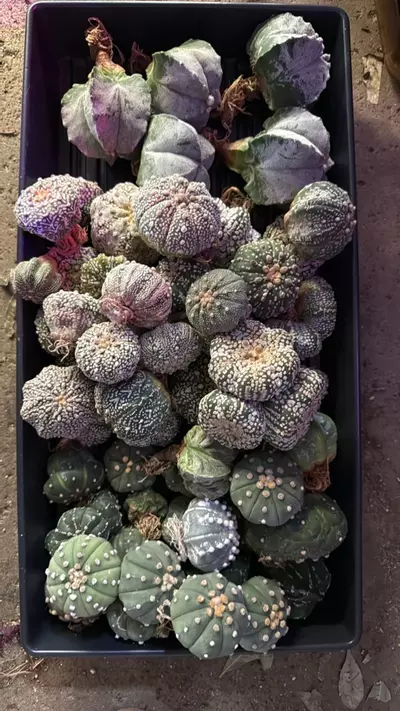 plant/Dual Species Bulk Pack : 5 Astrophytum + 5 Gymnocalycium-0-thumbnail