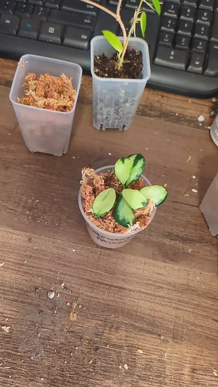 plant/Hoya Lacunosa Minara Cutting No Roots-0