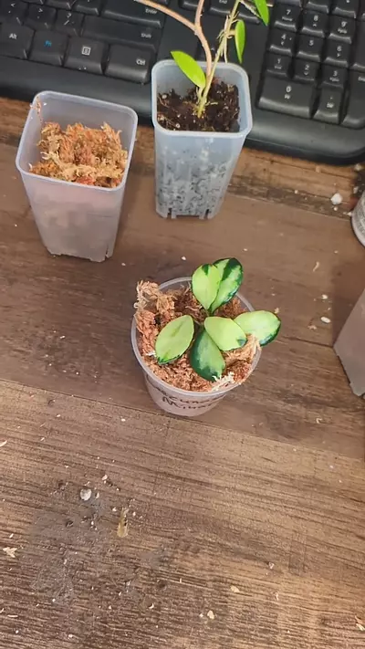 plant/Hoya Lacunosa Minara Cutting No Roots-0-thumbnail