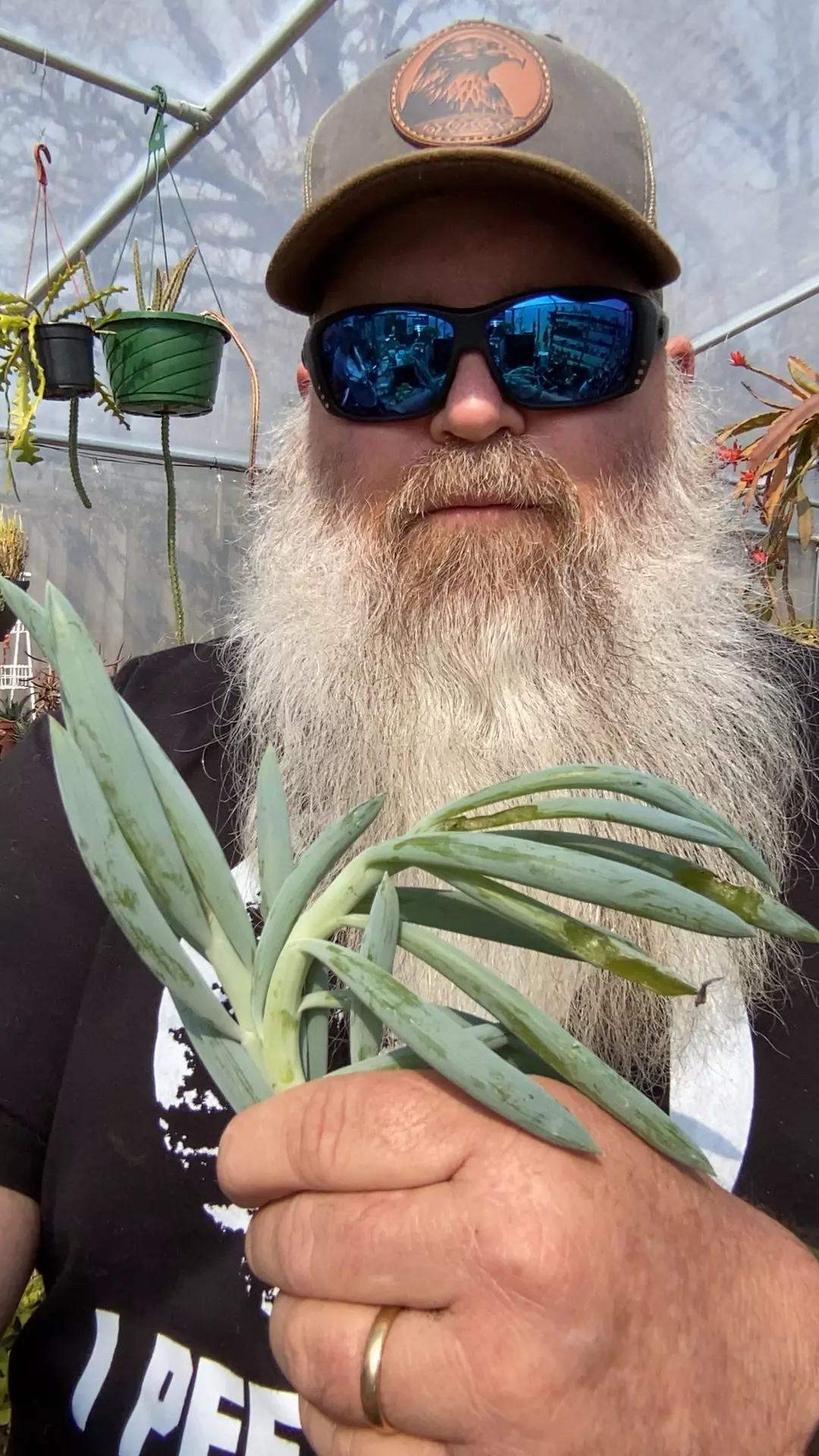 plant/2 Senecio Chopsticks Cuttings-0